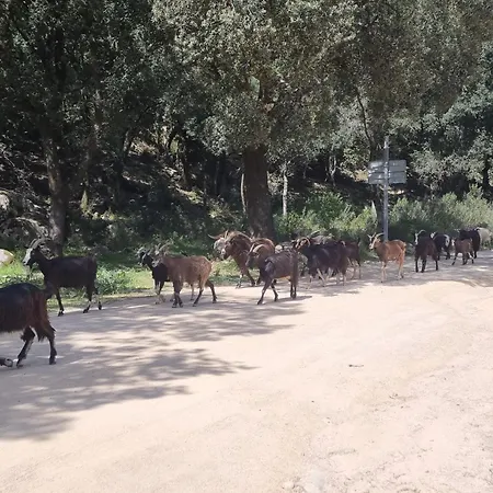 Stellalilou * Porto Vecchio