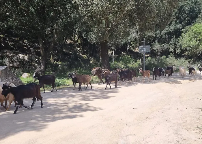 Stellalilou * Porto-Vecchio (Corsica)